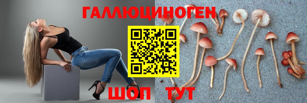 Псилоцибиновые грибы Psilocybine cubensis Абинск